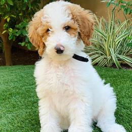 Goldendoodle Puppies from Sunkissed Doodles