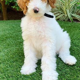 Goldendoodle Puppies from Sunkissed Doodles