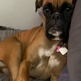 Boxers from North Georgia Boxers
