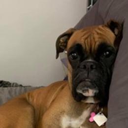 Boxers from North Georgia Boxers