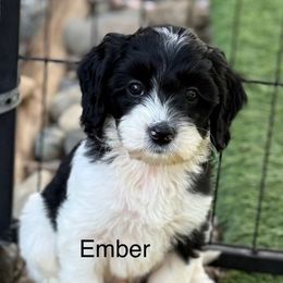 Ember - Black and chalk male Australian Labradoodle puppy in Anderson, California from Shaggy Doodles
