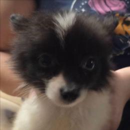 Black parti boy 1 - Black parti male Pomeranian puppy in Hazleton, Indiana from Hyneman's Haven Poms