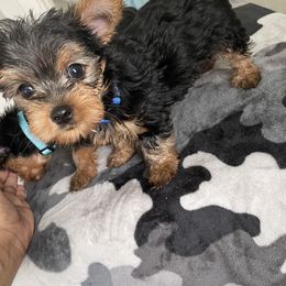 Yorkshire Terrier Puppies from Purple Ribbon Yorkie Kennel