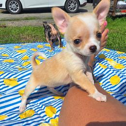 Tito - Fawn male Chihuahua puppy in Amity, Pennsylvania from Baxters Chihuahuas