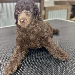 Poodle Puppies from Boon Hill Poodles