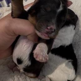 Boy 1 - Tri-color male Bernedoodle puppy in Lakeland, Florida from Doodles & Danes