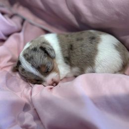 Sage - Dapple female Dachshund puppy in Corona, California from M & M Doxies