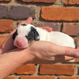 Linus - Black and white male Basset Hound puppy in Bellaire, Ohio from Blessed Bassets