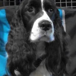 English Springer Spaniels from Brendael Springers