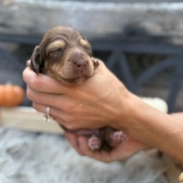 Little Debbie - Cream female Dachshund puppy in Kingston, Michigan from Teenie Little Hearts
