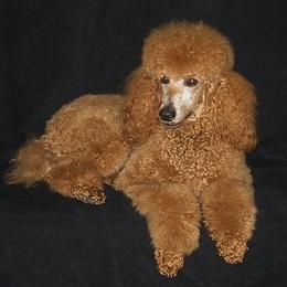 Poodles from Raspberry Woods Standard Poodles
