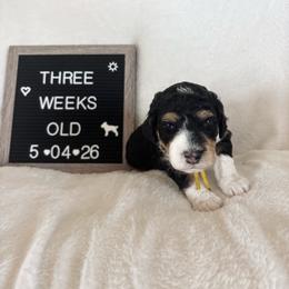 Nemo - Tri-color male Bernedoodle puppy in Sparrows Point, Maryland from Rosie’s Puppies