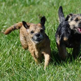 Border Terrier All Grown Up from Hardtack