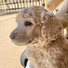 Poodle puppies from Central Coast Standard Poodles & Cavaliers