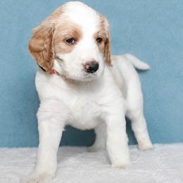 Luffy - Parti male Goldendoodle puppy in Cherry Creek, New York from Doodles Pups of NY