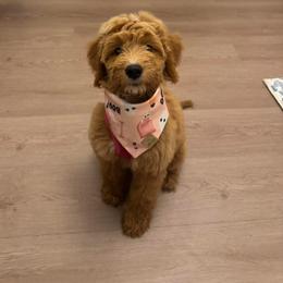 Bernedoodle and Goldendoodle All Grown Up from Dainty Doodle Dogs