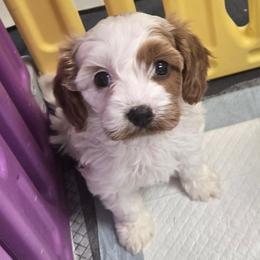 Celine - Blenheim female Cavapoo puppy in Conklin, Michigan from Lake Michigan Couture Cavapoos & Cockapoos