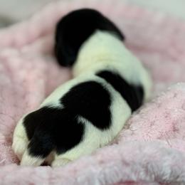 Black Pie Girl - Piebald female Dachshund puppy in Nashville, Arkansas from Whisenhunt Farms