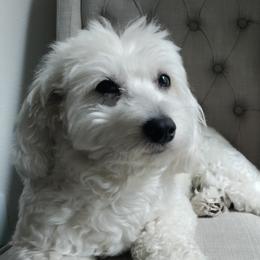 Missy - Maltipoo