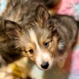 Brownie - Wolf sable female Pomsky puppy in Magnolia, Texas from Solace Shelties and Pomskies