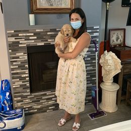 Golden Retriever Puppies from Nutmeg's Golden Puppy Dog