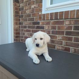 Sugar - Yellow female Labrador Retriever puppy in Woodburn, Indiana from Marlene's Labrador Retrievers