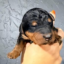 Mr Blue - Black and tan male Airedale Terrier puppy in Mooresville, North Carolina from Farm 55