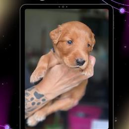 Blue Collar - Earth - Yellow male Labrador Retriever puppy in Sumerduck, Virginia from Cedar Mountain Retrievers