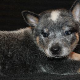 Australian Cattle Dogs from Del Sol Farm