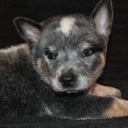 Australian Cattle Dogs from Del Sol Farm