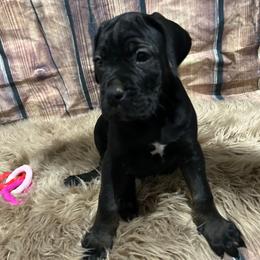 White collar - Black female Cane Corso puppy in Fritch, Texas from Carrie Brown's Cane Corsos