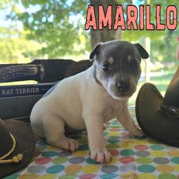 Amarillo - White and blue female Rat Terrier puppy in Lynn, Alabama from Cryptic Rat Terriers
