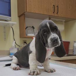 Sassy - Blue and white female Basset Hound puppy in Surprise, Arizona from Howlin Hounds