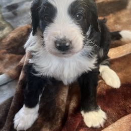 Bernedoodle Puppies from East Coast Bernedoodles