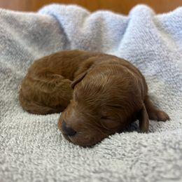 Cavapoo Puppies from Jorden’s Cavapoo’s