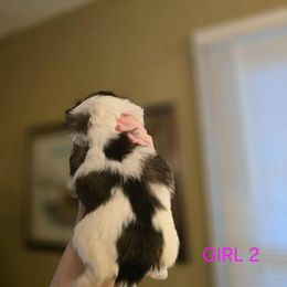 Girl 2 - Brindle and white female Shih Tzu puppy in Norris City, Illinois from Dainty and Darling Shih Tzu
