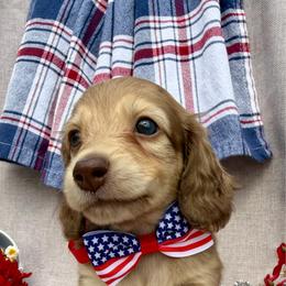 Scrabble - Cream male Dachshund puppy in Michigan from Hidden Haven Dachshunds