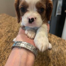 Teal girl - Blenheim female Cavalier King Charles Spaniel puppy in Wimberley, Texas from Amazing AKC Puppies