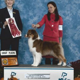 Ally - Australian Shepherd