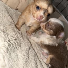 Faith - Chocolate sabled fawn female Chihuahua puppy in Austin, Indiana from Dog Bones N Harmony