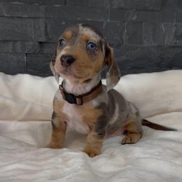 Cooper - Dapple male Dachshund puppy in Goodyear, Arizona from AZ Royal Doxies llc