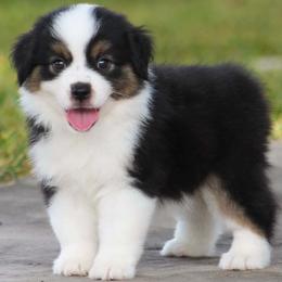 Cheyenne - Black tri female Miniature American Shepherd puppy in San Benito, Texas from Vaquera's Miniature American Shepherds