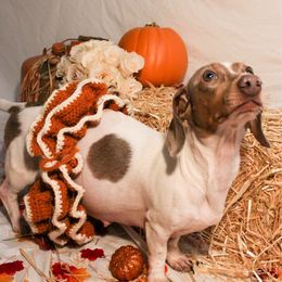 Dottie - Dachshund