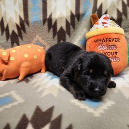 Orange collar - Bi-color male German Shepherd puppy in Ramsey, Illinois from Haus-Farr German Shepherds