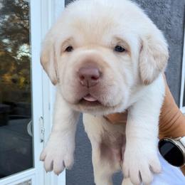 Orange - Yellow female Labrador Retriever puppy in Orangevale, California from NorCal Silver & Coal Labradors