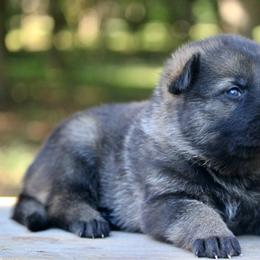 Male-1 - Sable male German Shepherd puppy in Cumming, Georgia from Cainedelup