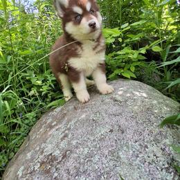 Pollen - Red and white female Siberian Husky puppy in West Liberty, Ohio from Skyfallsiberians