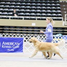 Golden Retriever Puppies from Aubergine Goldens