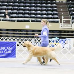 Golden Retriever Puppies from Aubergine Goldens
