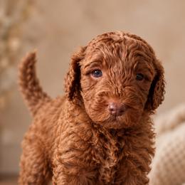 Rusty - Red  male Goldendoodle puppy in Lancaster, California from Kid's Best Doodle